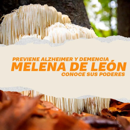 🧠 NeuroRevive: Regenera tu mente, fortalece tu cuerpo